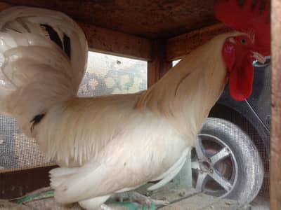 Desi Murga for sale Rs 4000