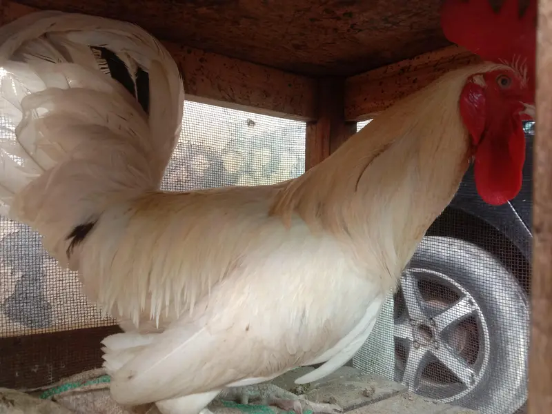 Desi Murga for sale Rs 4000 — photo 2