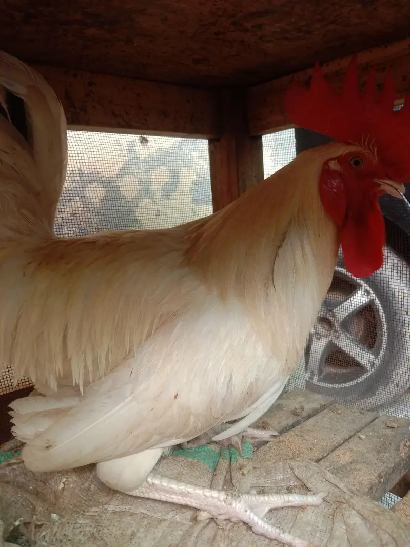 Desi Murga for sale Rs 4000 — photo 3