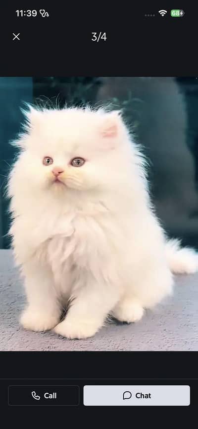 Persian kitten for sale my WhatsApp . 03444548868