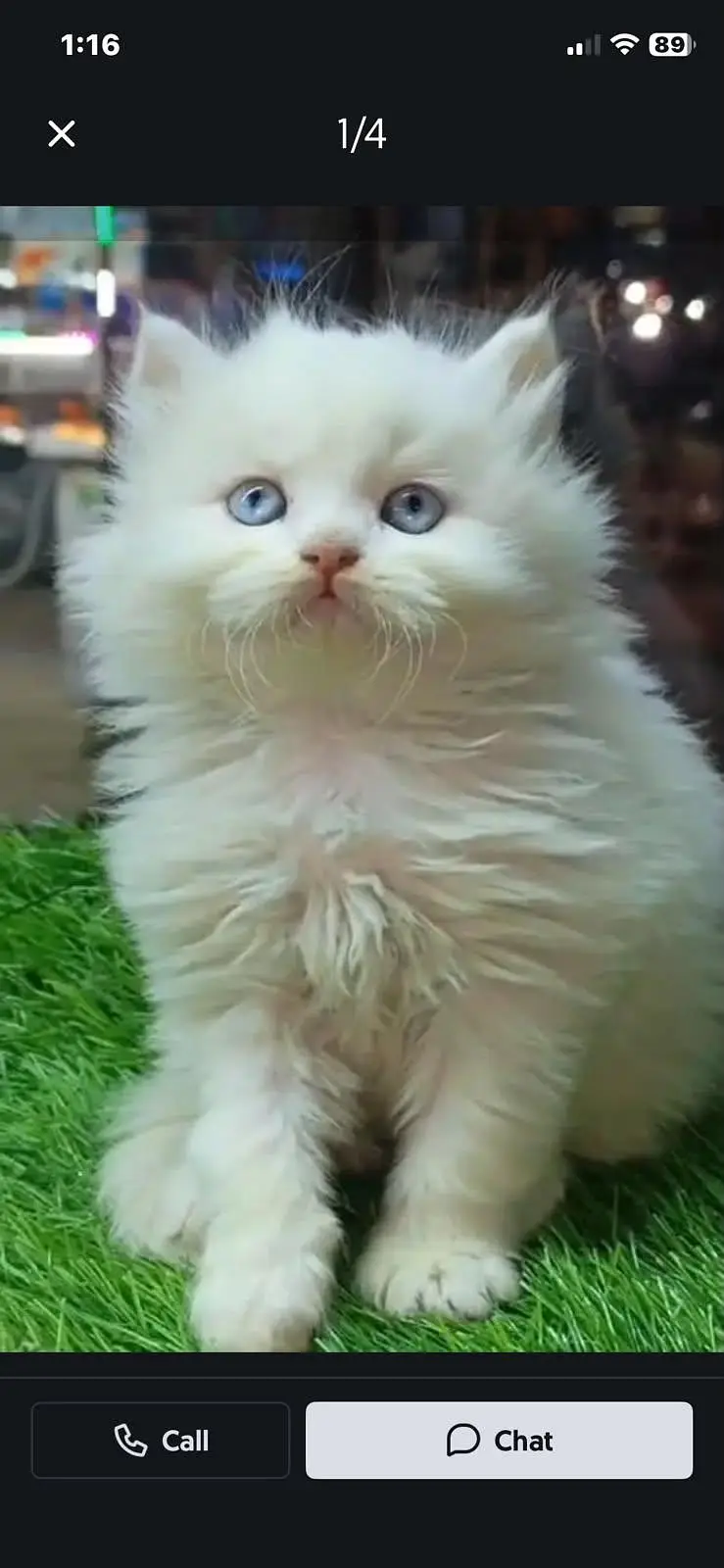 Persian kitten for sale my WhatsApp . 03444548868 — photo 2