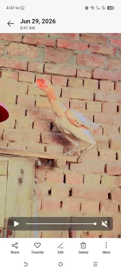 Aseel Murgi Golden Yellow - Active & Healthy - Faisalabad