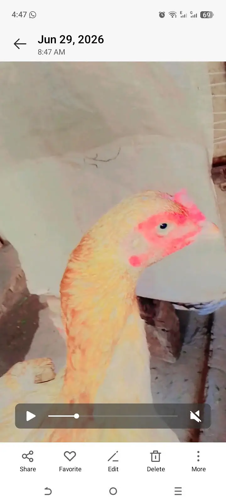 Aseel Murgi Golden Yellow - Active & Healthy - Faisalabad — photo 4