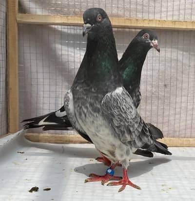kamger bredr pairs avil