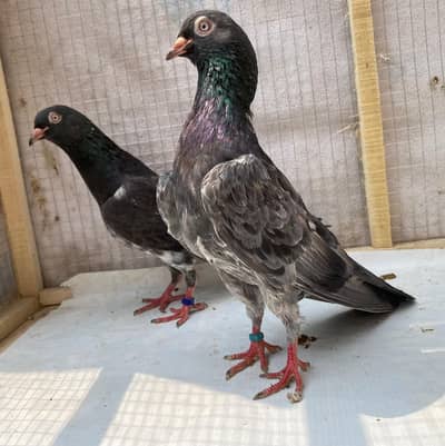 kamger bredr pairs avil