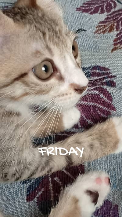 Cute,very active, kitten