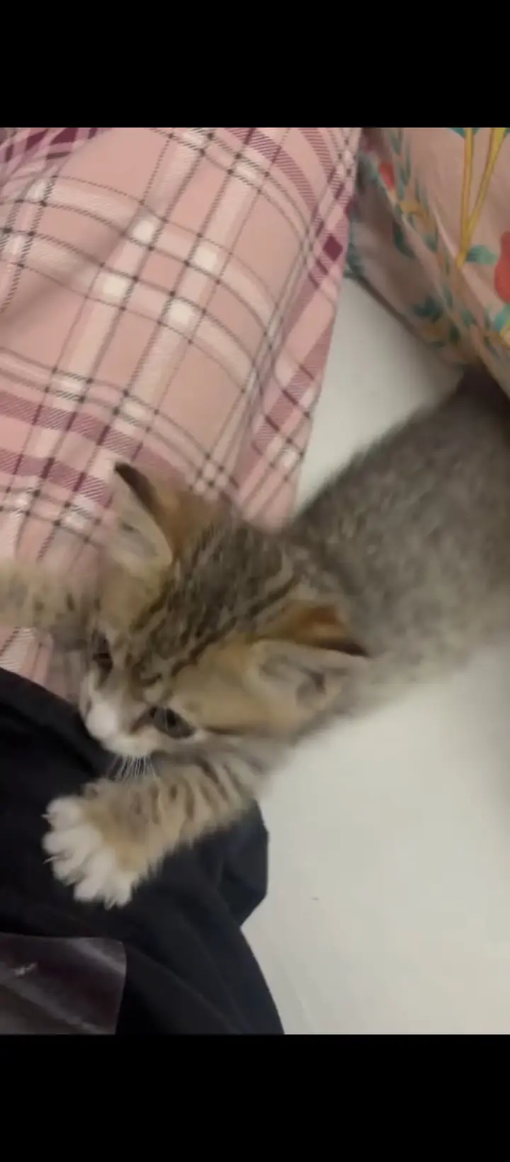 Cute,very active, kitten — photo 4