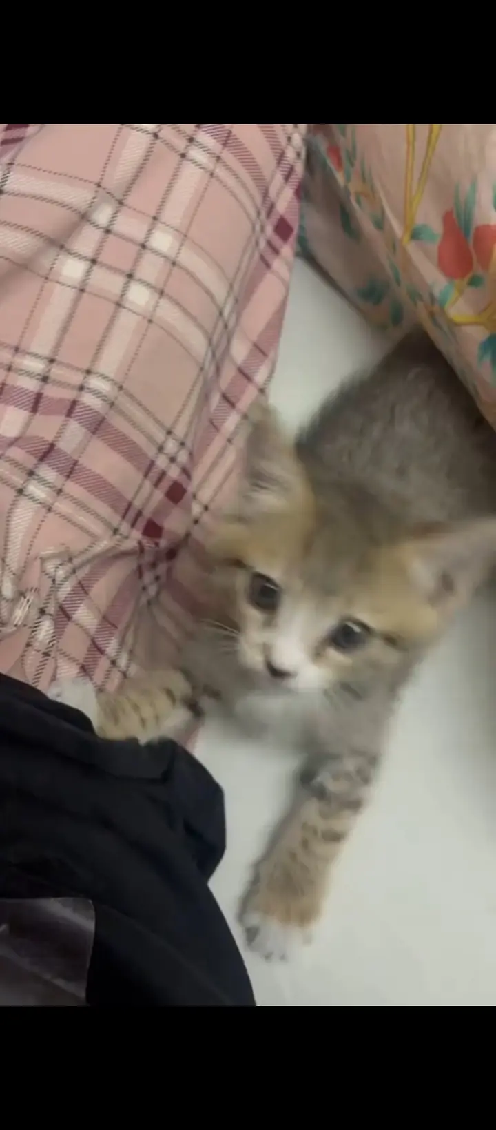 Cute,very active, kitten — photo 6