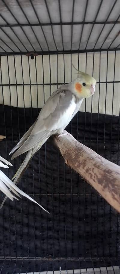 Fown cocktail 2 males available for sale
