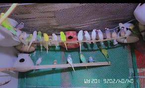 full setup sale kar Raha ho