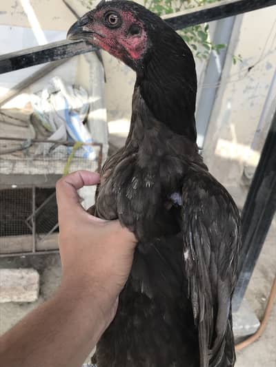 Aseel dragon female/mianwali female
