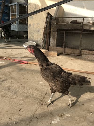 Aseel dragon female/mianwali female