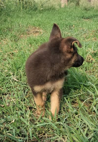 2 months old German shepherd puppy Double coated