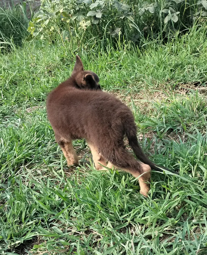 2 months old German shepherd puppy Double coated — photo 2