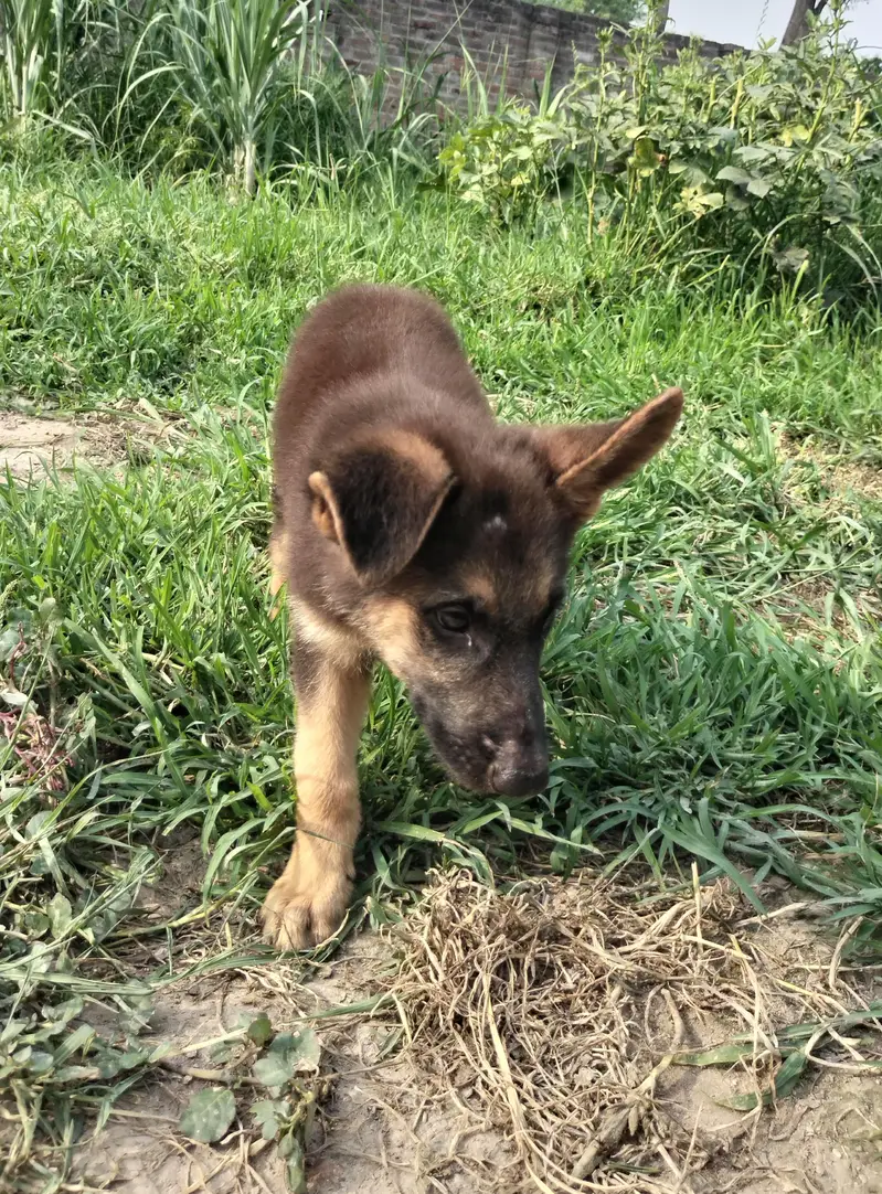 2 months old German shepherd puppy Double coated — photo 3