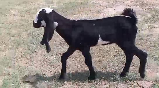 cinds goat male