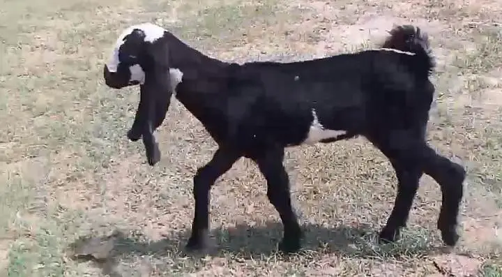 cinds goat male