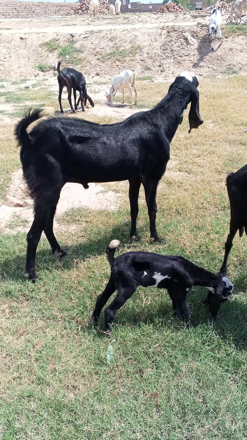cinds goat male — photo 2