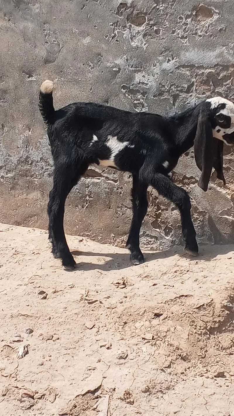cinds goat male — photo 4