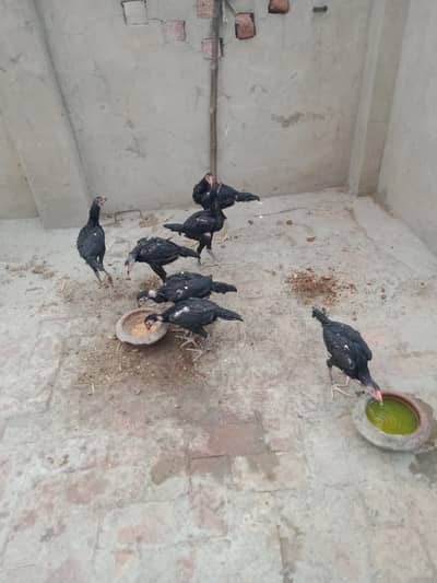 Aseel Pure Thai Chicks for sale mobile no 03214272302