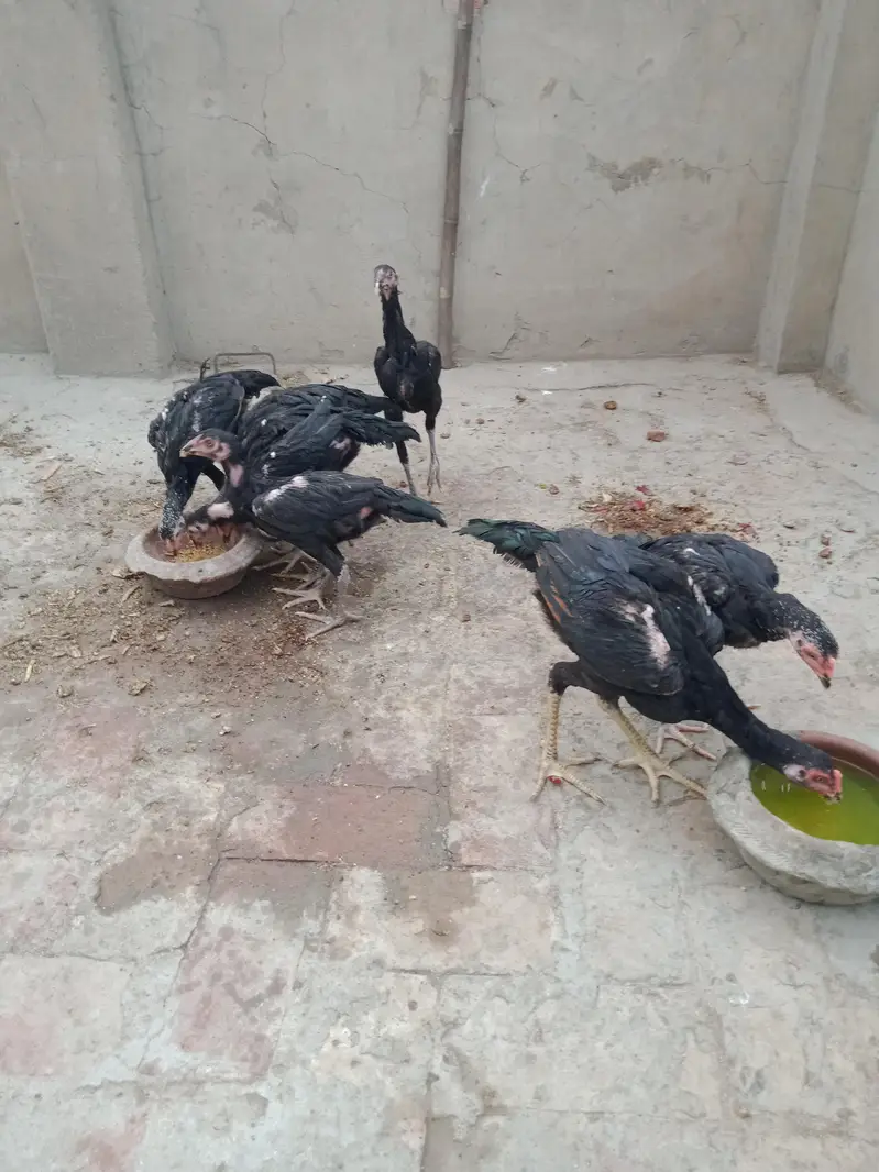 Aseel Pure Thai Chicks for sale mobile no 03214272302 — photo 2