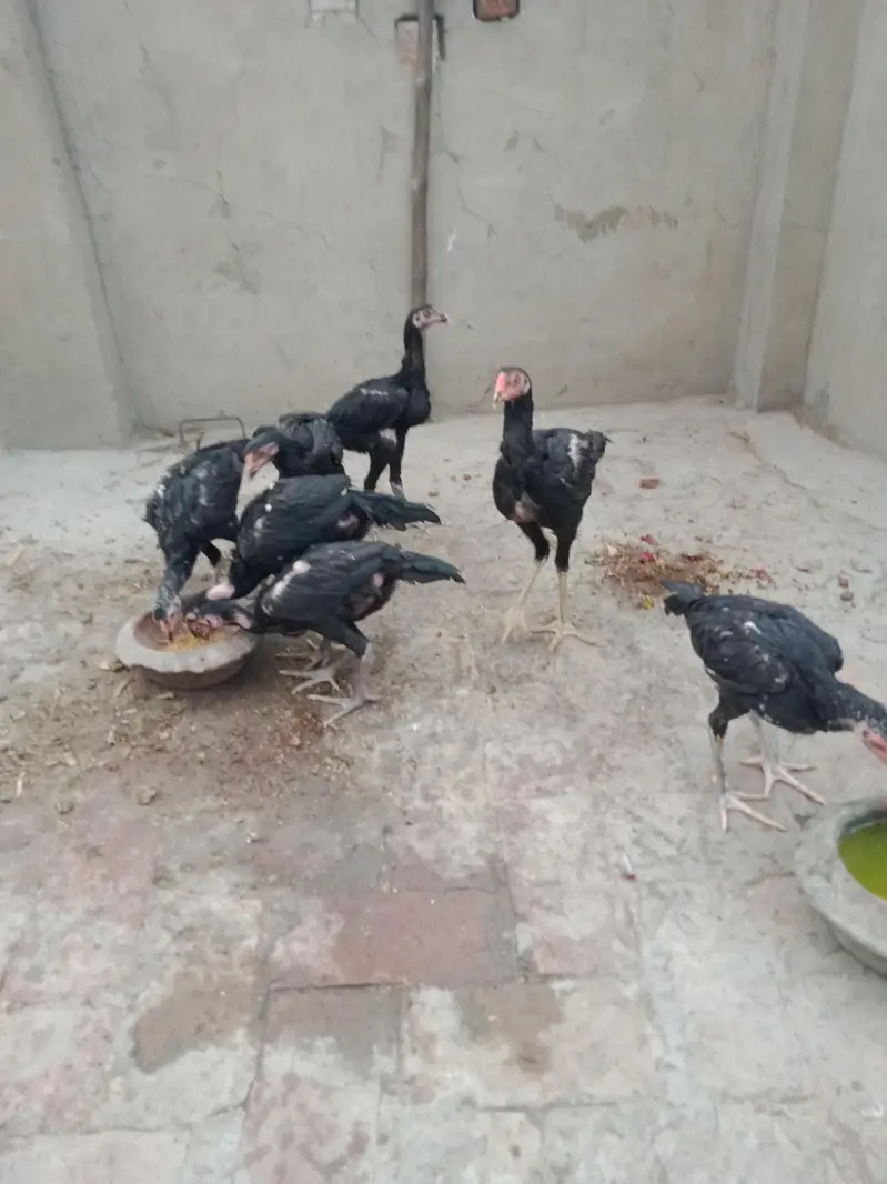Aseel Pure Thai Chicks for sale mobile no 03214272302 — photo 3