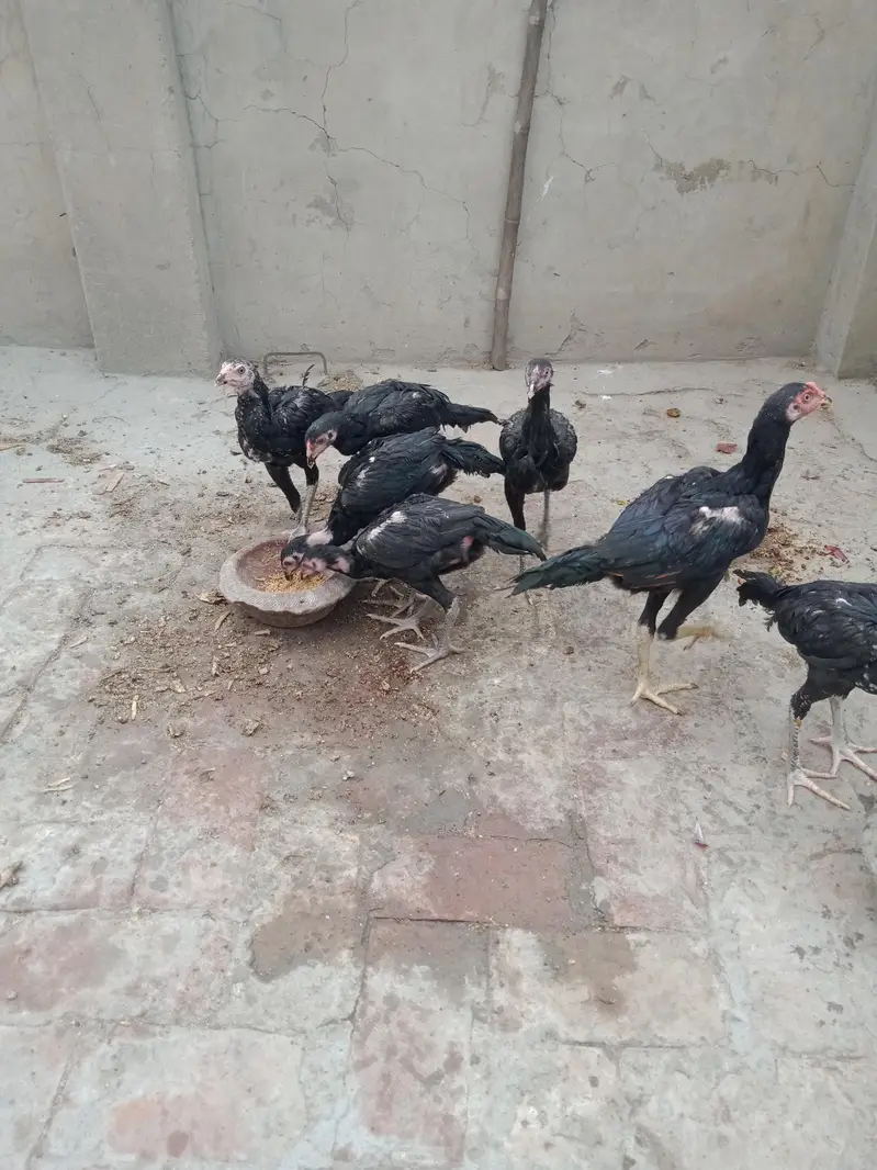 Aseel Pure Thai Chicks for sale mobile no 03214272302 — photo 4