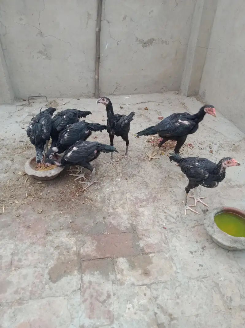 Aseel Pure Thai Chicks for sale mobile no 03214272302 — photo 5