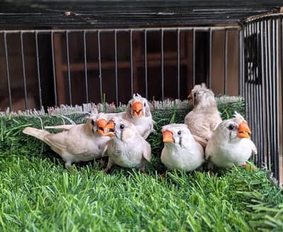 Finches For Sale