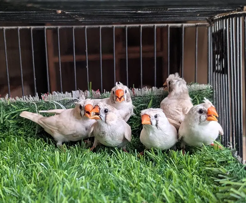 Finches For Sale