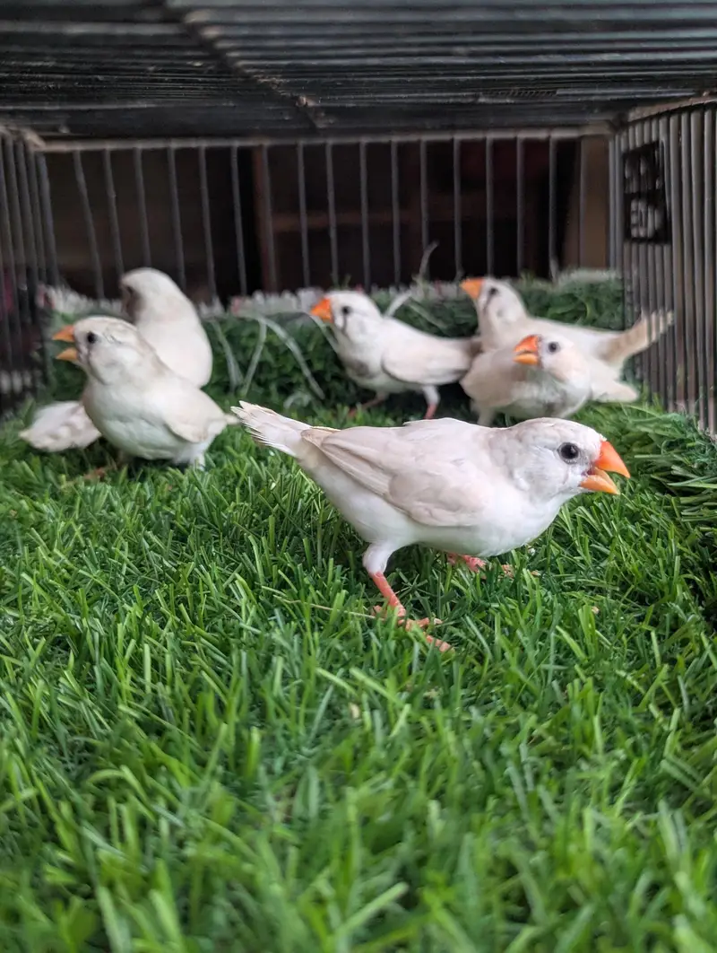 Finches For Sale — photo 2