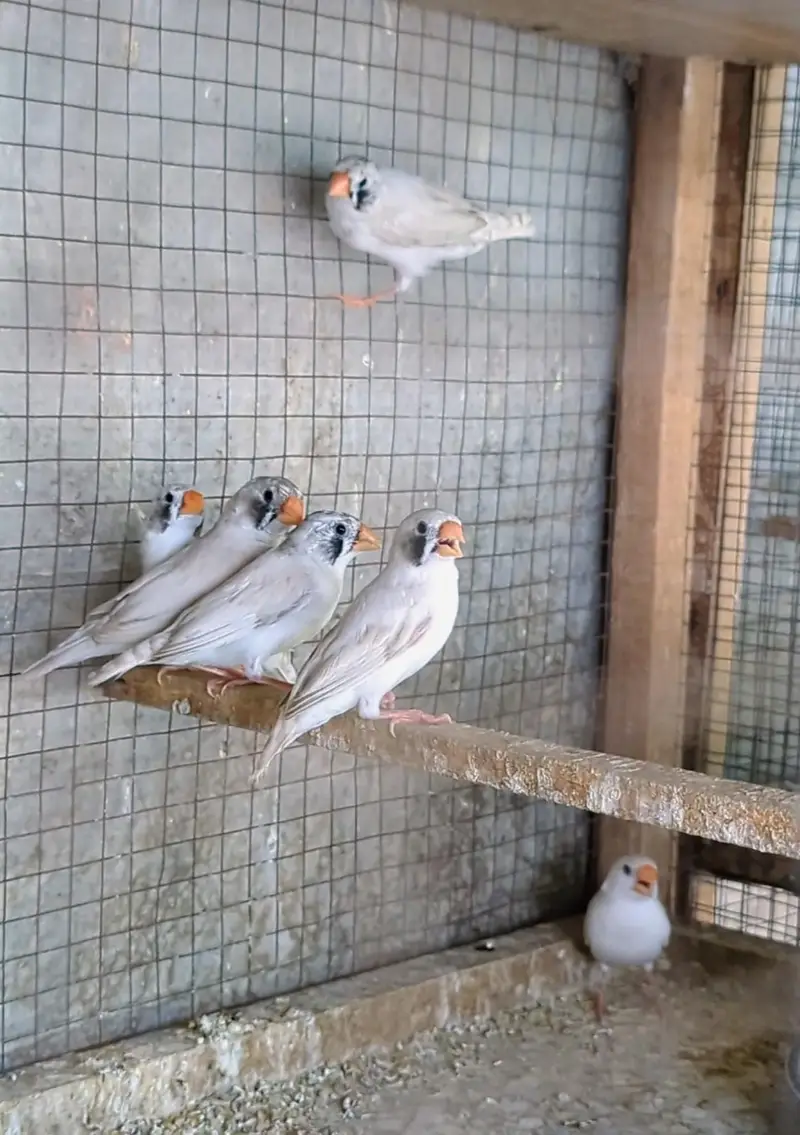 Finches For Sale — photo 3