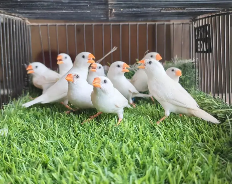 Finches For Sale — photo 4