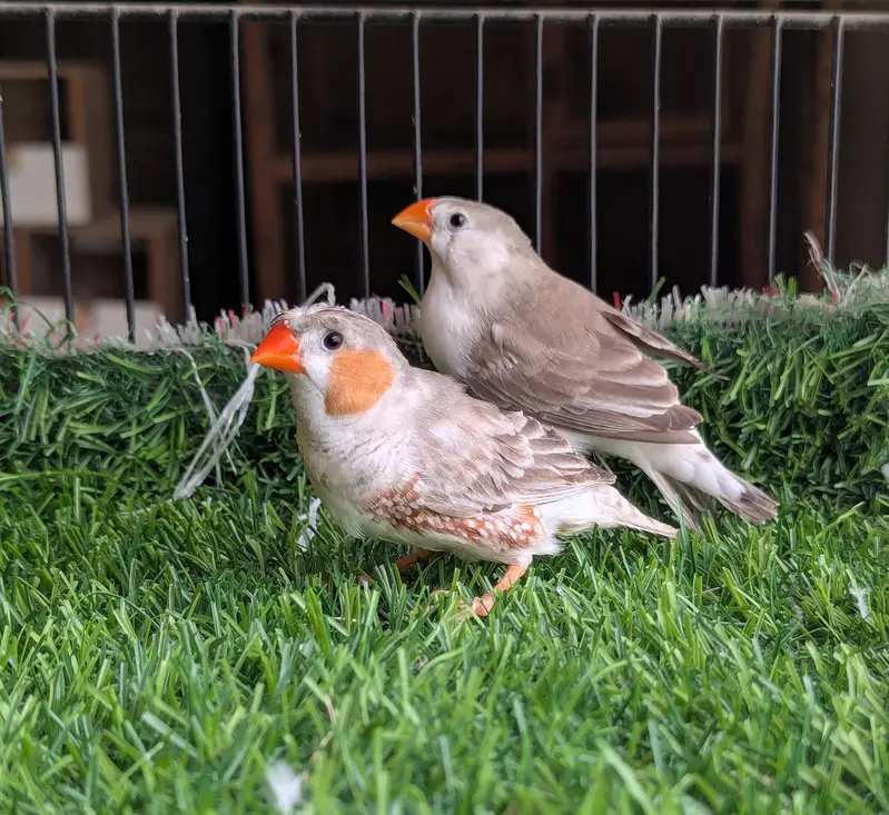 Finches For Sale — photo 5