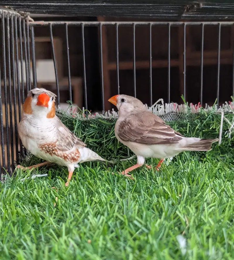 Finches For Sale — photo 6