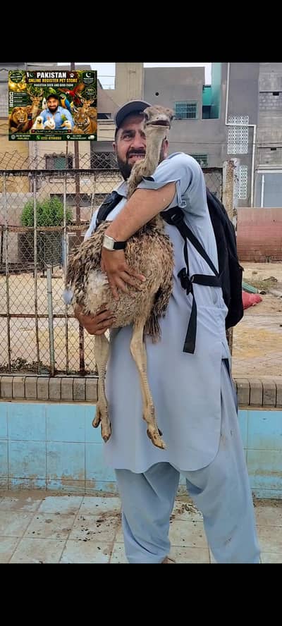 Ostrich Baby Pair