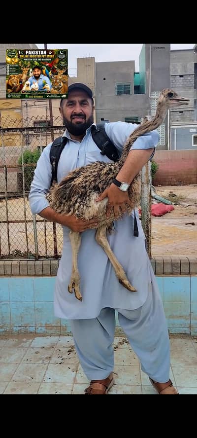 Ostrich Baby Pair