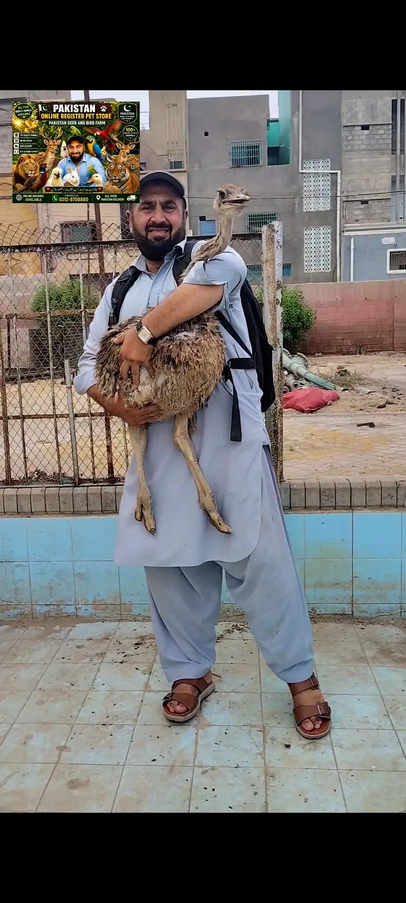 Ostrich Baby Pair — photo 3