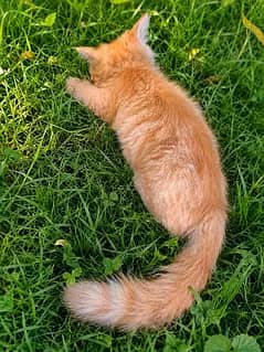 Healthy Female Persian Cat – 4 Months