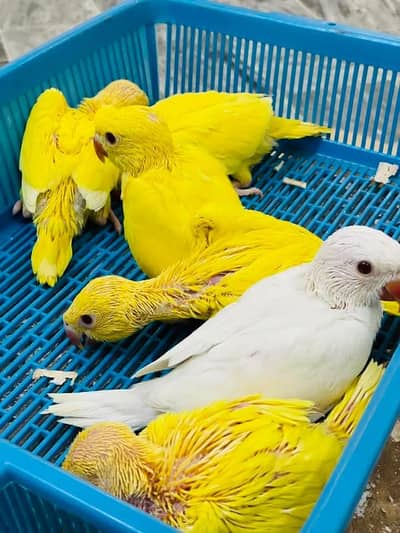 yellow parrot chicks