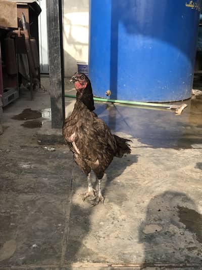 Aseel Thai and dragon female /burmi madi