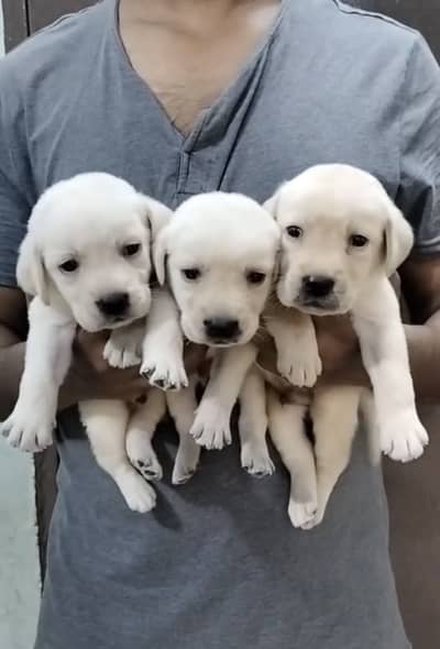 Labrador 2.5 Months puppies available in Karachi