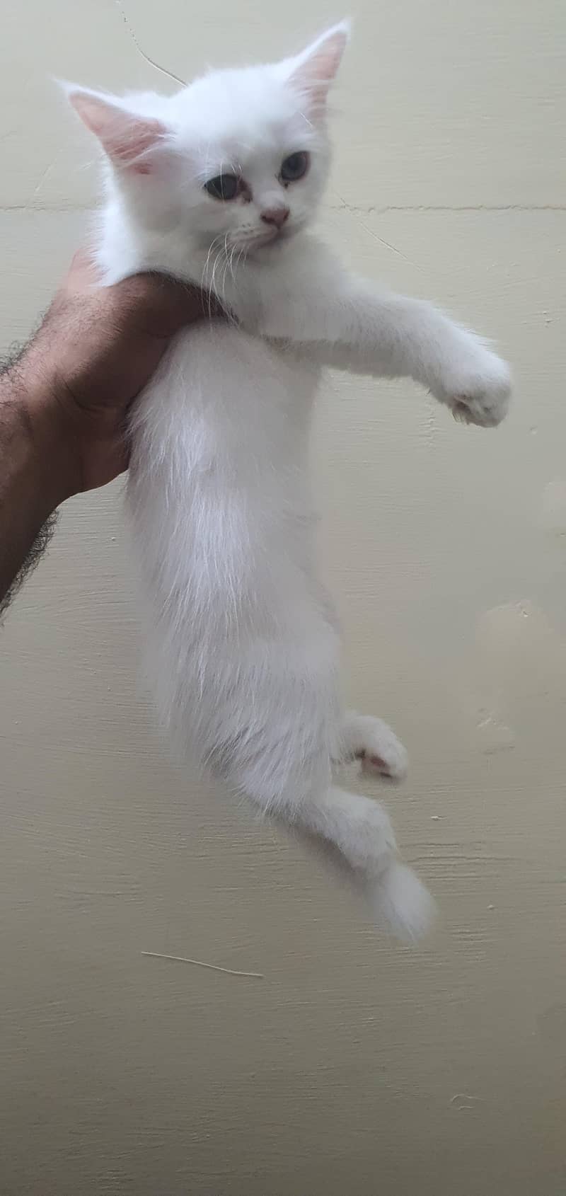 Persian kittens 0
