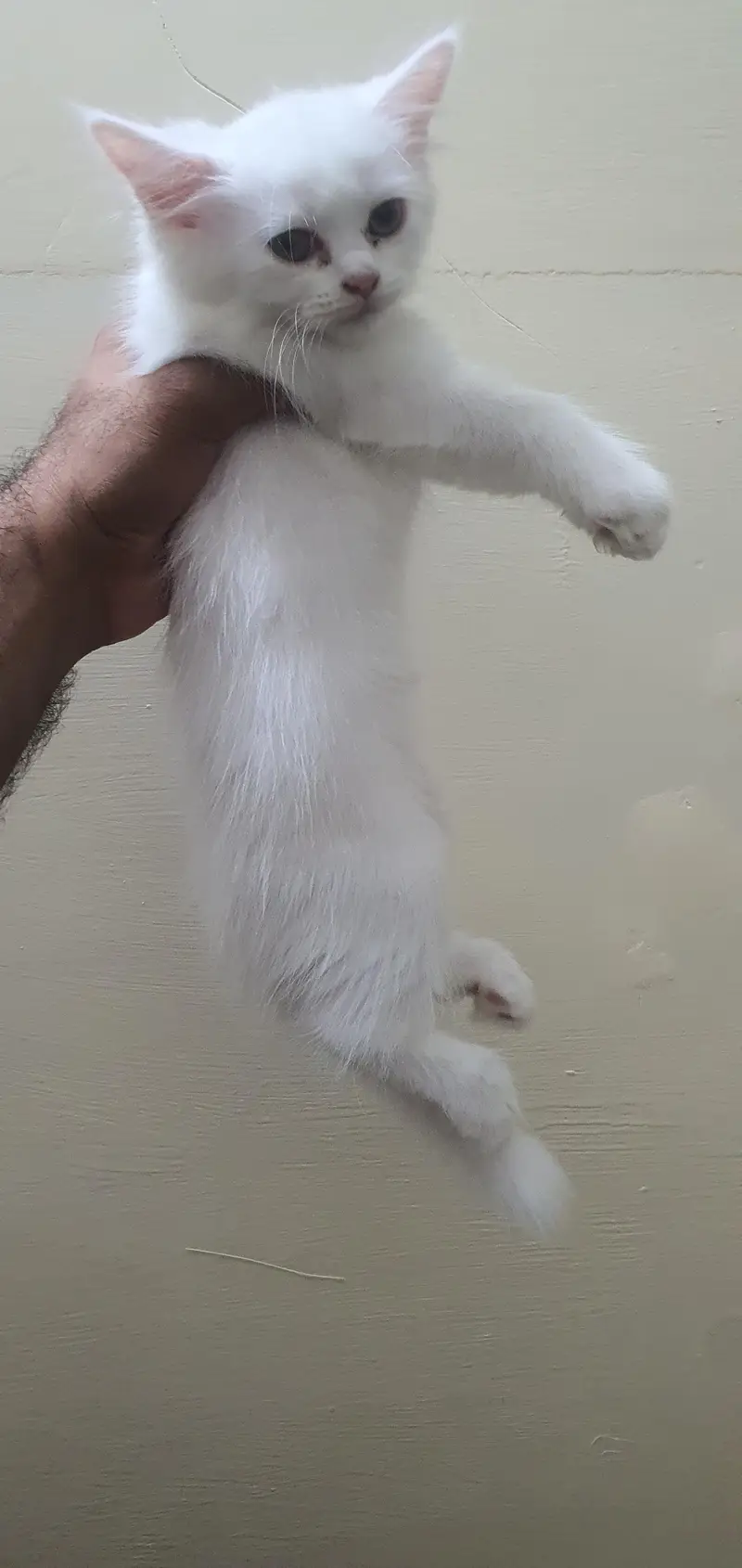 Persian kittens