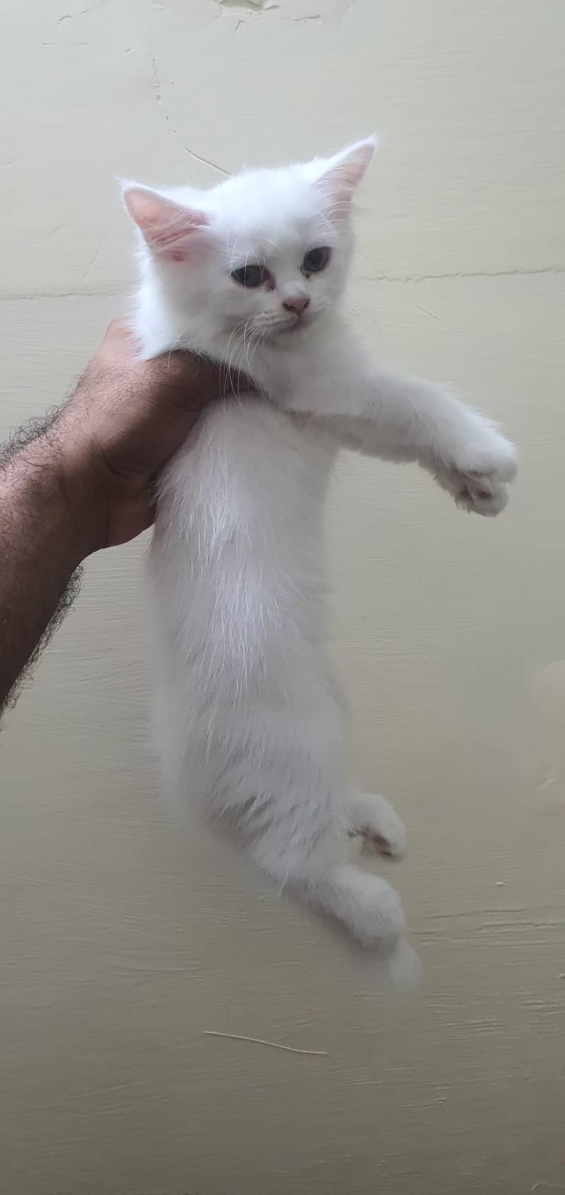 Persian kittens 1