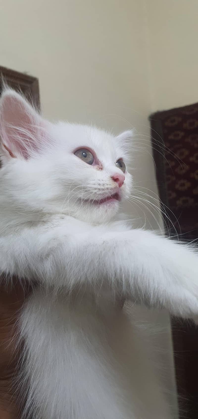 Persian kittens 2