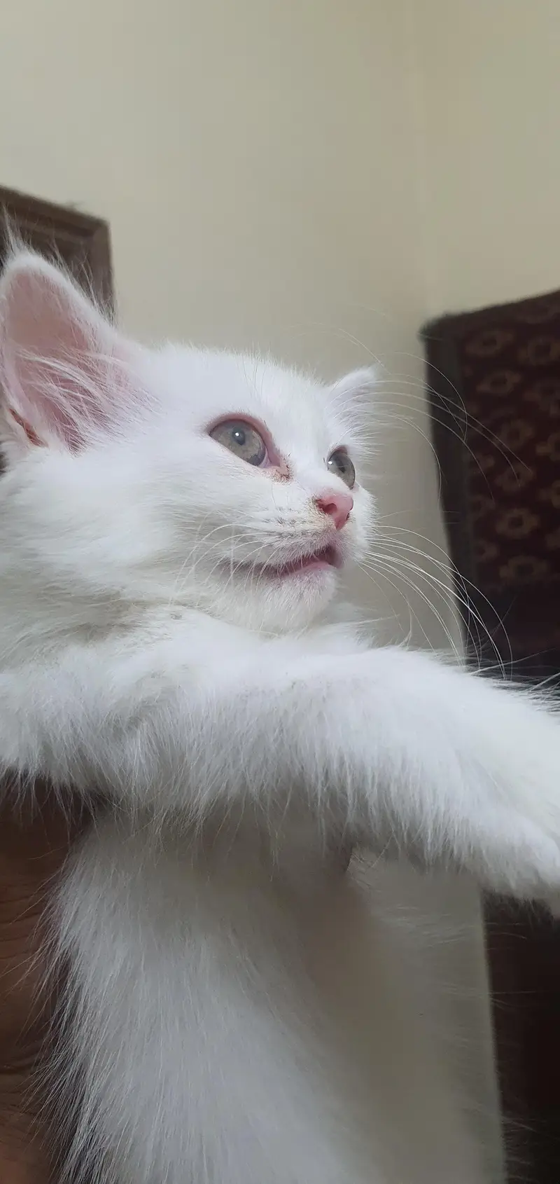 Persian kittens — photo 3