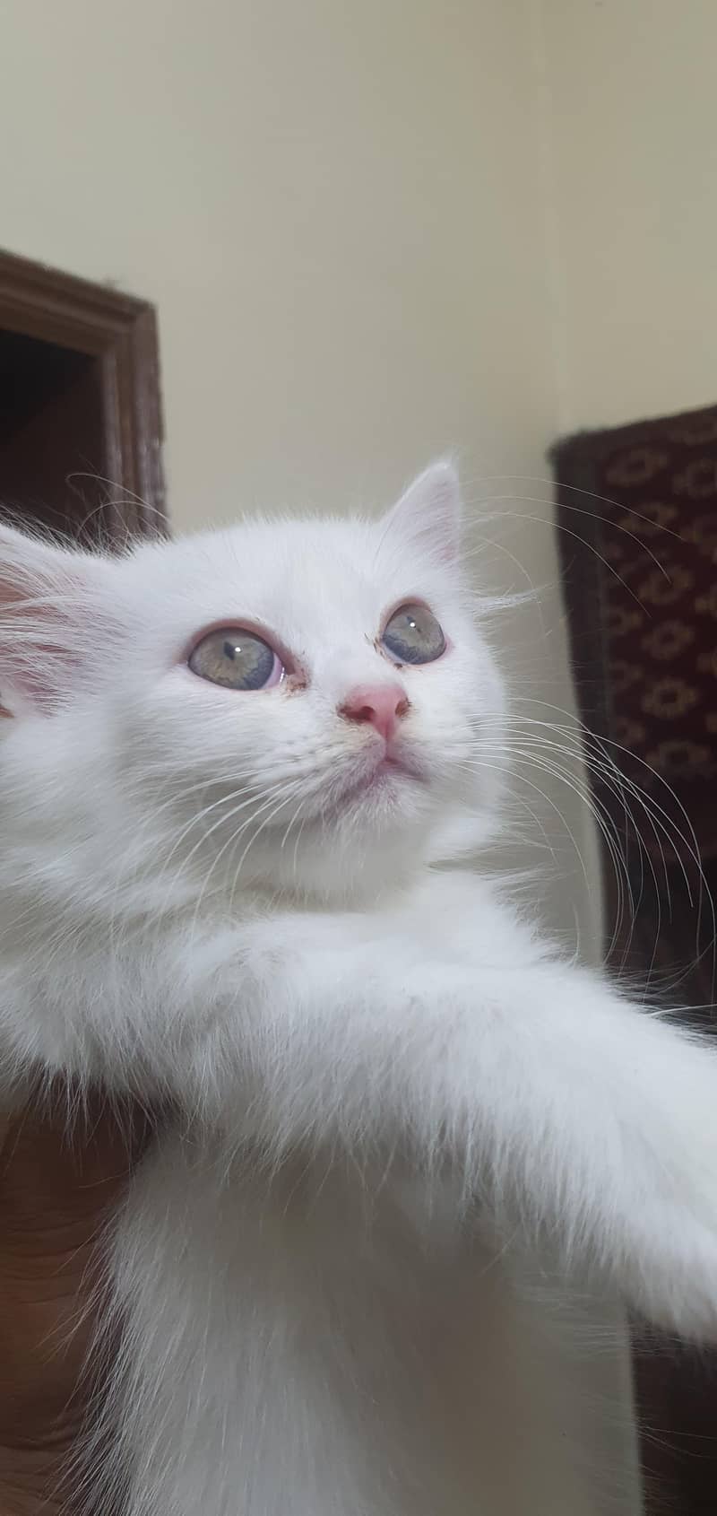 Persian kittens 3