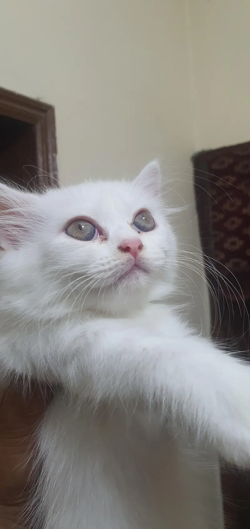 Persian kittens — photo 4
