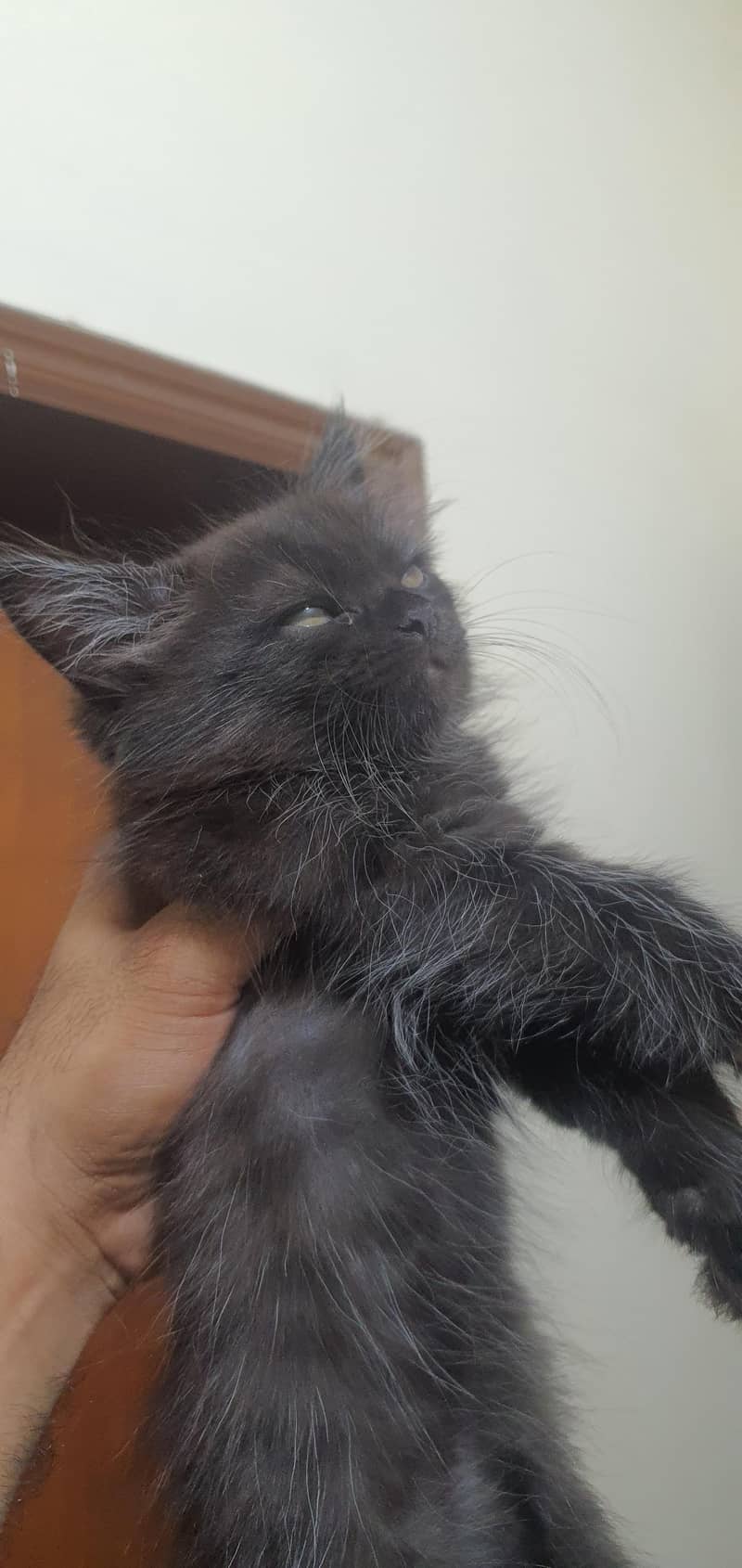 Persian kittens 4